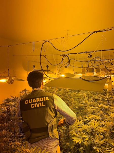 Plantación de marihuana descubierta por la Guardia Civil (GUARDIA CIVIL)
