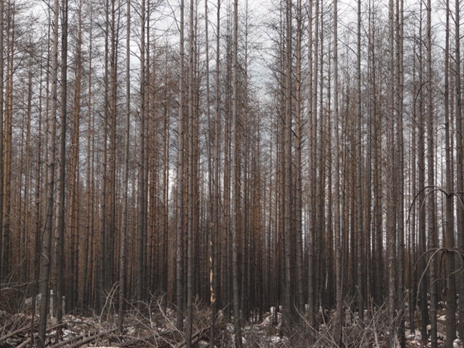 Bosque afectado por un megaincendio en Suecia en 2014 (UGR) 
