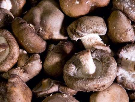 El hongo Lentinula edodes, más conocido como seta china o shiitake (UGR)