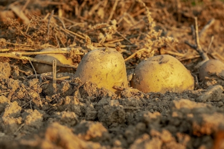 Cultivo de patata, en imagen de archivo (UNIÓN DE UNIONES DE AGRICULTORES Y GANADEROS)