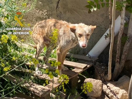 Imagen de uno de los perros (GUARDIA CIVIL)