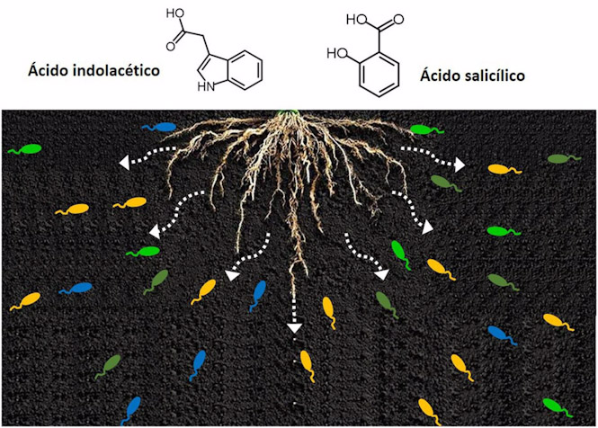 La secreción de compuestos por las raíces atrae a las bacterias del suelo para favorecer la colonización de las plantas (REMITIDO POR FUNDACIÓN DESCUBRE) La secreción de compuestos por las raíces atrae a las bacterias del suelo para favorecer la colonización de las plantas (REMITIDO POR FUNDACIÓN DESCUBRE)