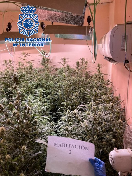 Imagen de la plantación de marihuana (POLICÍA NACIONAL)
