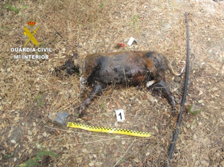 Imagen del perro (GUARDIA CIVIL)
