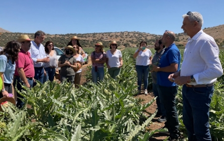 Visita a una plantación de alcachofa (SOMA COMUNICACIÓN)