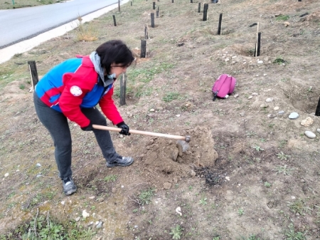 Reforestación anterior llevada a cabo en La Zubia (AYTO. LA ZUBIA)