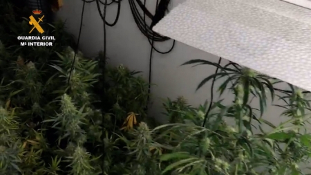 Una plantación de marihuana intervenida, en una foto de archivo (GUARDIA CIVIL) 