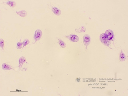 Trofozoito de Giardia lamblia (UGR)