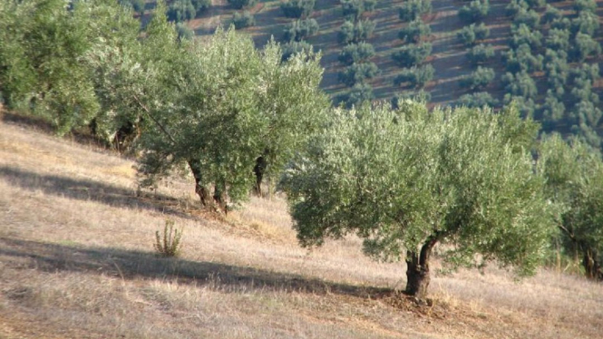 Imagen de recurso de un olivar (FAECA) 