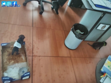 Cachorros rescatados por Policía Local de Granada deshidratados (TWITTER DE POLICÍA LOCAL) 