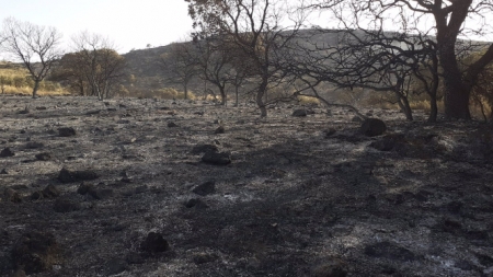 Superficie afectada por el incendio del Chorro de las Avispas (TWITTER DEL PLAN INFOCA) 