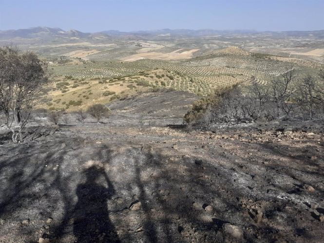 Controlado el incendio del Chorro de las Avispas, en la mañana de este jueves (TWITTER DEL PLAN INFOCA) Controlado el incendio del Chorro de las Avispas, en la mañana de este jueves (TWITTER DEL PLAN INFOCA)