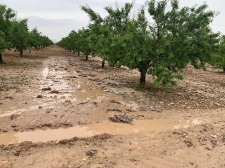 Almendros tras una tormenta, en imagen de archivo (UPA) 