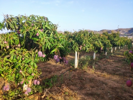 Plantación de mangos en La Nacla - Puntalón (CAJA RURAL) 