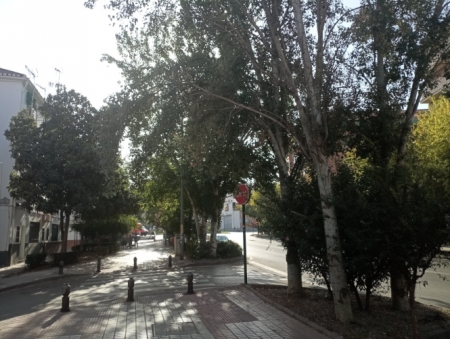 Árboles en La Chana (ECOLOGISTAS EN ACCIÓN)
