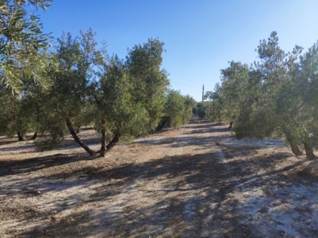 Olivos (CAJA RURAL)