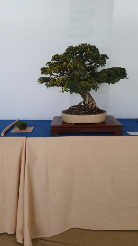 Un bonsai que puede contemplarse en la exposición (AYTO. VEGAS DEL GENIL)