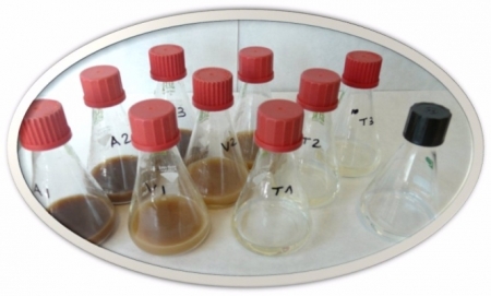 Detalle del ensayo de bioaumentación con extractos procedentes de diferentes muestras expuestas previamente a los contaminantes y aplicados para degradar ibuprofeno en soluciones acuosas, con sus respectivos controles (FUNDACIÓN DESCUBRE)