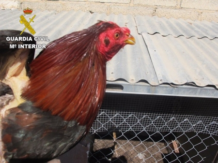 Uno de los gallos mutilados (GUARDIA CIVIL)