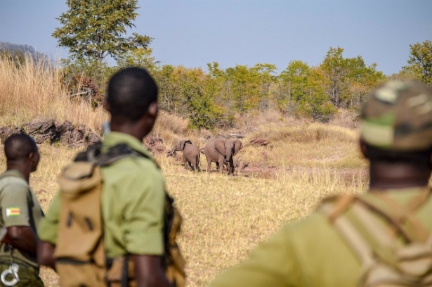 Hoy día, el furtivismo es una de las principales amenazas para algunas especies de megafauna (BUMI HILLS FOUNDATION)