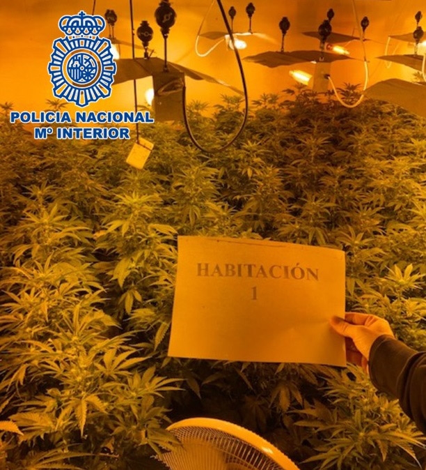 Plantación de marihuana desmantelada (POLICÍA NACIONAL)