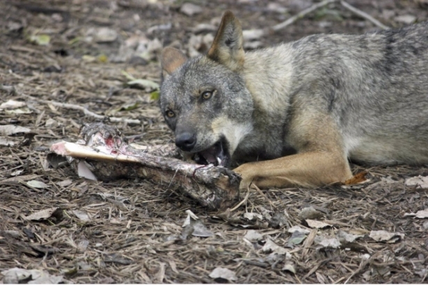 Lobo comiendo carne, en imagen de recurso (UGR)