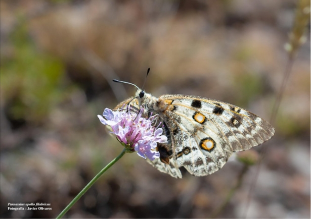 Mariposa Apolo (JUNTA)