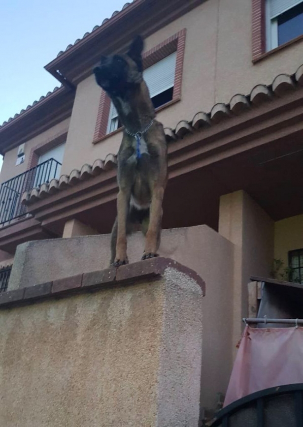 (AYUNTAMIENTO VEGAS DEL GENIL)