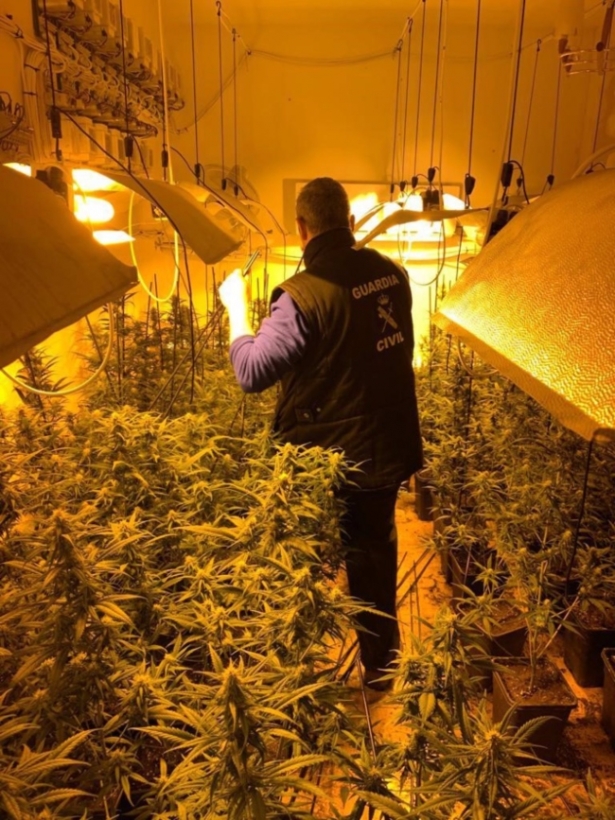 Guardia civil en una plantación de marihuana (GUARDIA CIVIL)