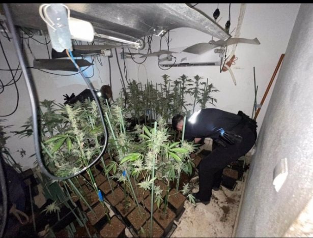 Producción de marihuana en una vivienda de Armilla (POLICÍA LOCAL DE ARMILLA) 