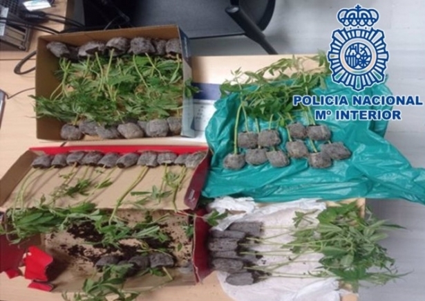 Marihuana intervenida (POLICÍA NACIONAL)