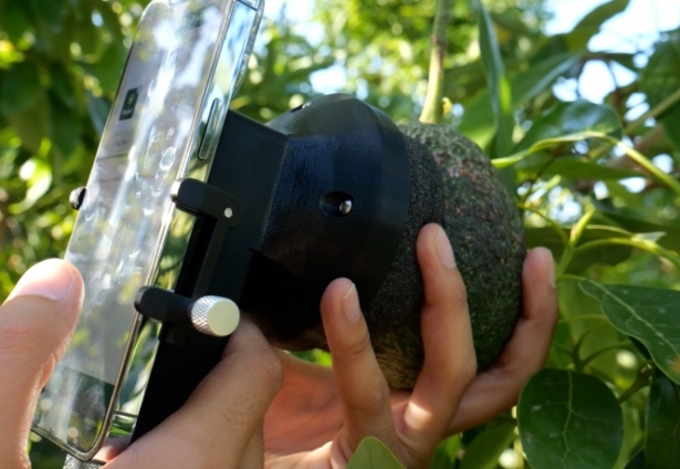 Imagen de recurso de un aguacate (ON GRANADA) 