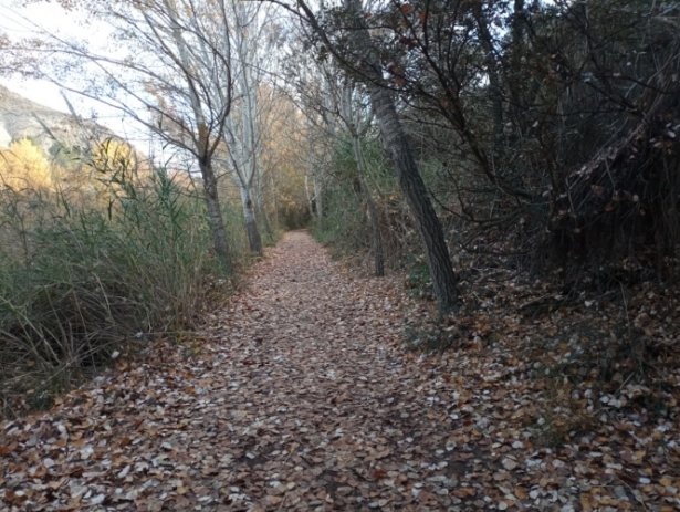 Camino junto al río Genil cerca del pueblo de Pinos Genil (ECOLOGISTAS EN ACCIÓN)
