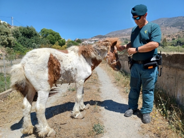 Imagen del poni (GUARDIA CIVIL) 
