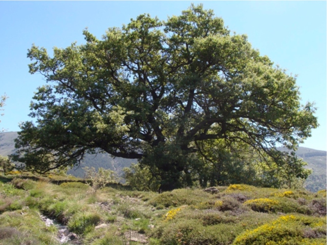 Quercus pyrenaica (M. FERNÁNDEZ LÓPEZ/CSIC)