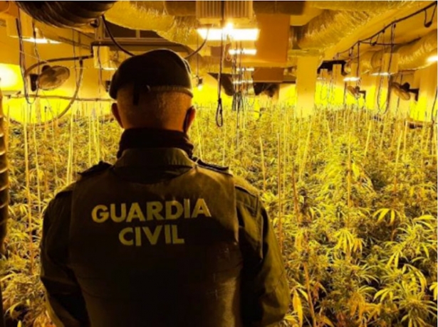Agente de la Guardia Civil ante una plantación de marihuana, en imagen de archivo ( GUARDIA CIVIL)
