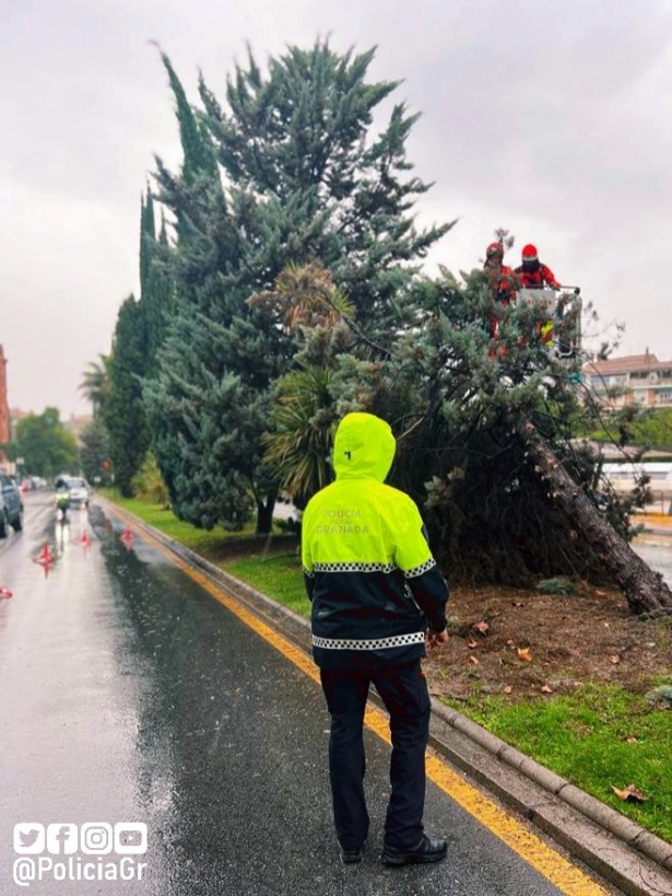 Caída de un árbol en la capital (POLICÍA LOCAL GRANADA) 