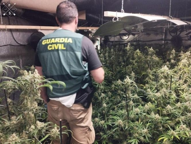 Agente de la Guardia Civil junto a una plantación de marihuana. Archivo (GUARDIA CIVIL)