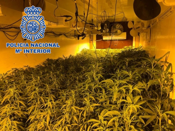 Plantación de marihuana (POLICÍA NACIONAL)
