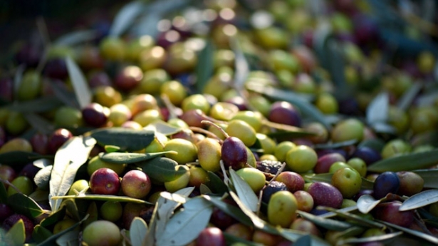 El ácido maslínico es un compuesto natural extraído del residuo de la producción de aceite de oliva que presenta importantes beneficios para la salud (UGR)