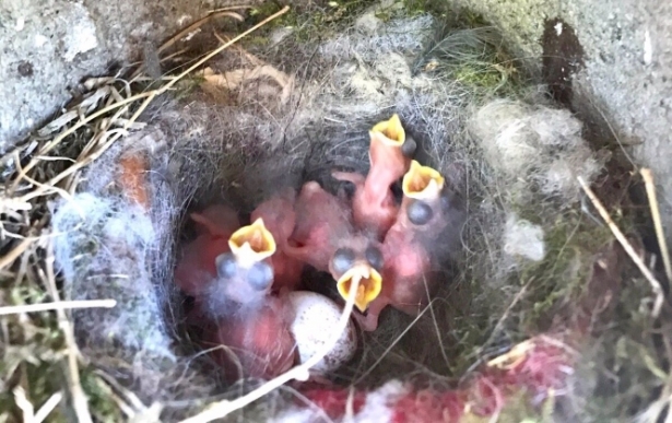 Los pájaros incorporan basura en sus nidos para alardear de su calidad reproductiva, según un estudio. (ZUZANNA JAGIELLO)