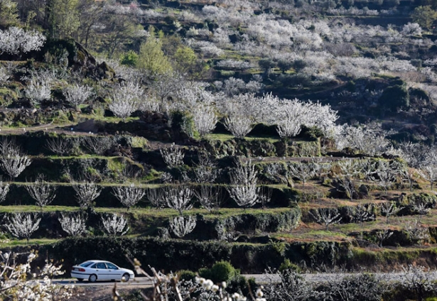 Cerezos en flor, en imagen de archivo (GUSTAVO VALIENTE - EUROPA PRESS)