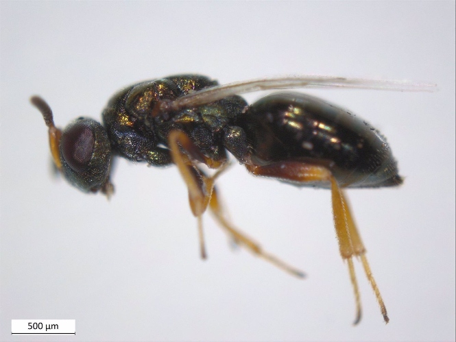 Ejemplar adulto de la avispilla Nasonia vitripennis, hospedador natural de la bacteria Arsenophonus nasoniae (UGR) Ejemplar adulto de la avispilla Nasonia vitripennis, hospedador natural de la bacteria Arsenophonus nasoniae (UGR)