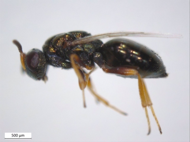 Ejemplar adulto de la avispilla Nasonia vitripennis, hospedador natural de la bacteria Arsenophonus nasoniae (UGR) 