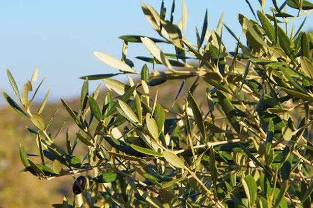 Hojas de olivo (FAECA)