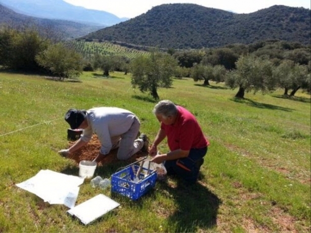 Estudio sobre técnicas ecológicas aplicadas al olivar (FUNDACIÓN DESCUBRE) 