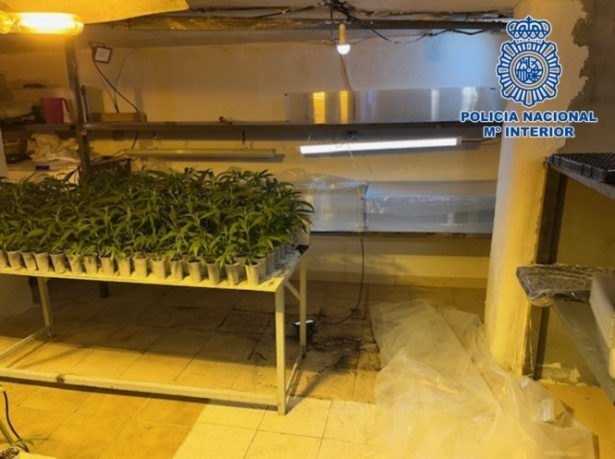 Esquejes incautados en bajos de inmueble (POLICÍA NACIONAL)