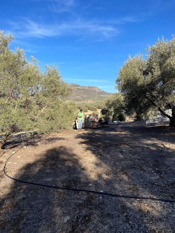 Adif AV inicia los trabajos arqueológicos en la Villa Romana de Salar (ADIF)