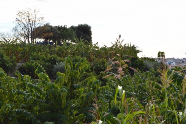 Cultivo de subtropicales en Motril. CRISTINA BUSTOS) 