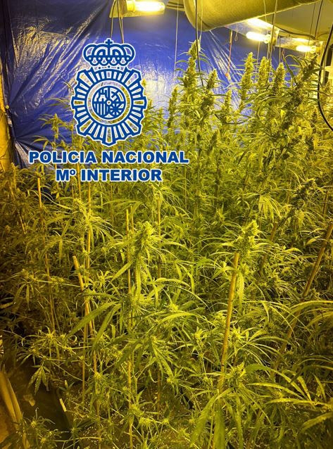 Plantación de Marihuana (POLICÍA NACIONAL)